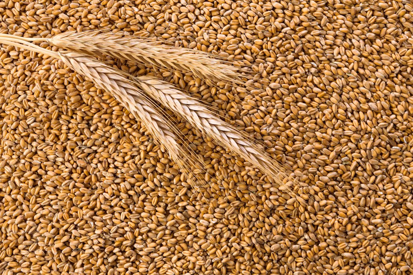 Зерновая сделка продлена на два месяца