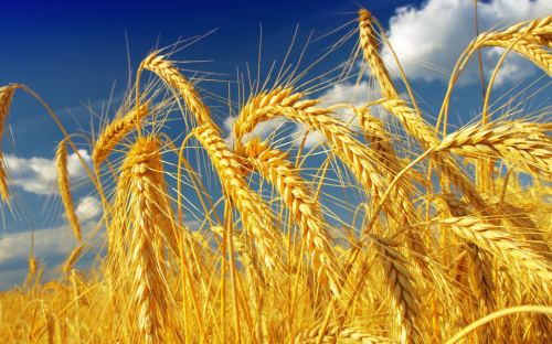 Пшеницу с Украины вывезут в Европу